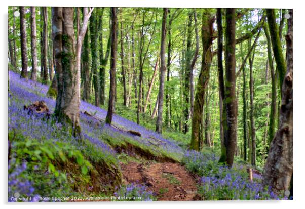 Bluebells woods near Looe Acrylic by Rosie Spooner