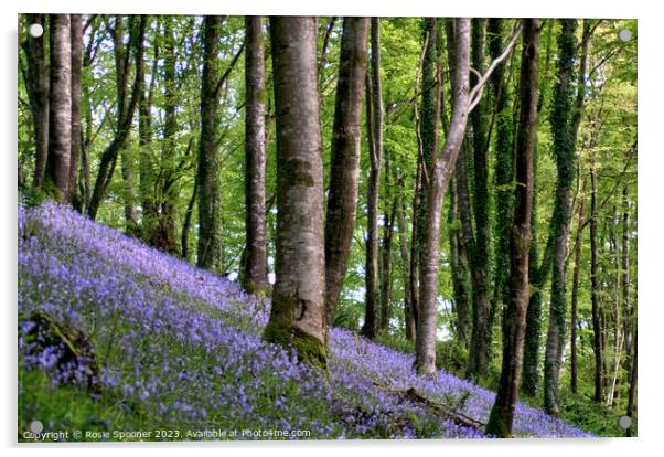 Bluebell Woods near Looe Acrylic by Rosie Spooner