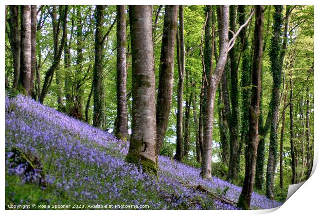 Bluebell Woods near Looe Print by Rosie Spooner