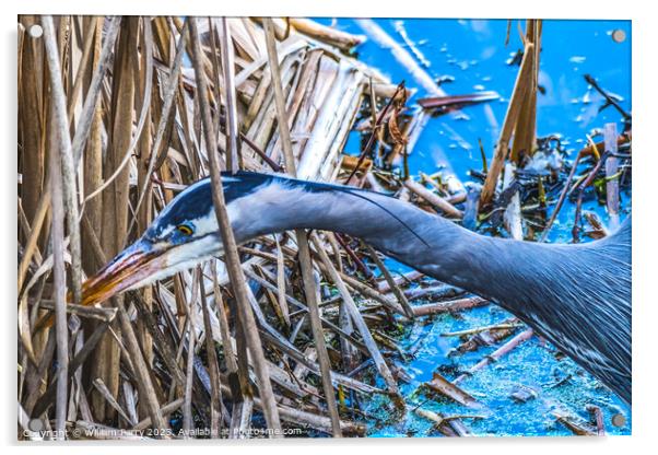 Great Blue Heron Juanita Bay Park Lake Washington Kirkland Washi Acrylic by William Perry