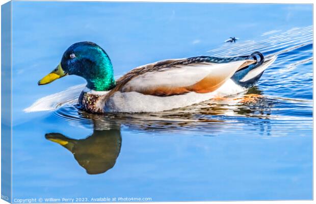 Green Mallard Duck Juanita Bay Park Lake Washington Kirkland Canvas Print by William Perry