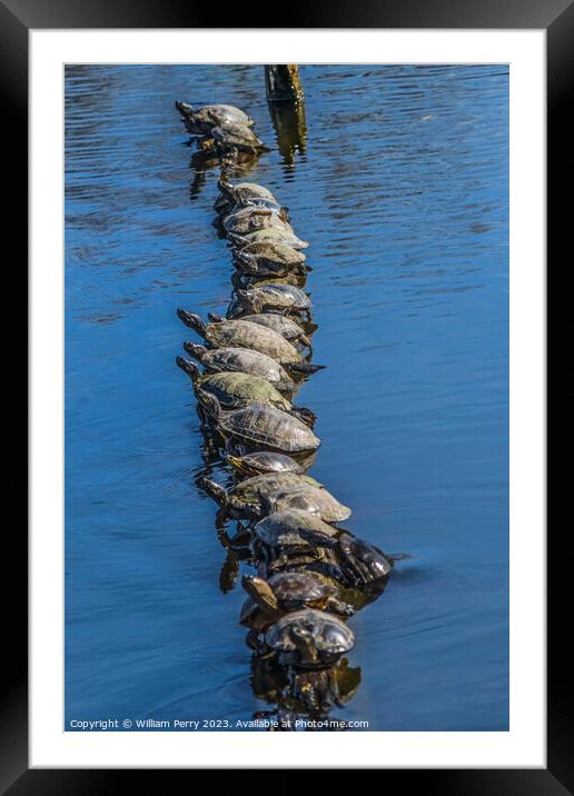 Western Painted Turtle Line Juanita Bay Park Lake Washington Framed Mounted Print by William Perry