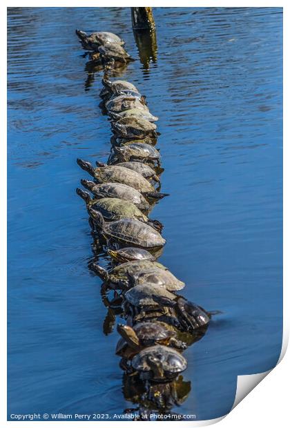 Western Painted Turtle Line Juanita Bay Park Lake Washington Print by William Perry