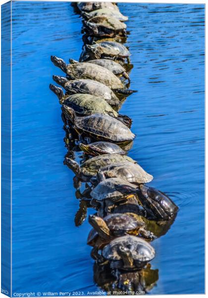 Western Painted Turtle Line Juanita Bay Park Lake Washington Kir Canvas Print by William Perry