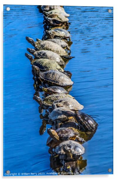 Western Painted Turtle Line Juanita Bay Park Lake Washington Kir Acrylic by William Perry