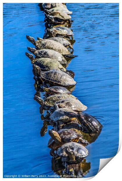 Western Painted Turtle Line Juanita Bay Park Lake Washington Kir Print by William Perry