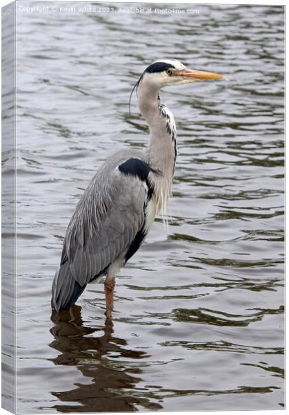 Grey Heron wading through shallow water Canvas Print by Kevin White