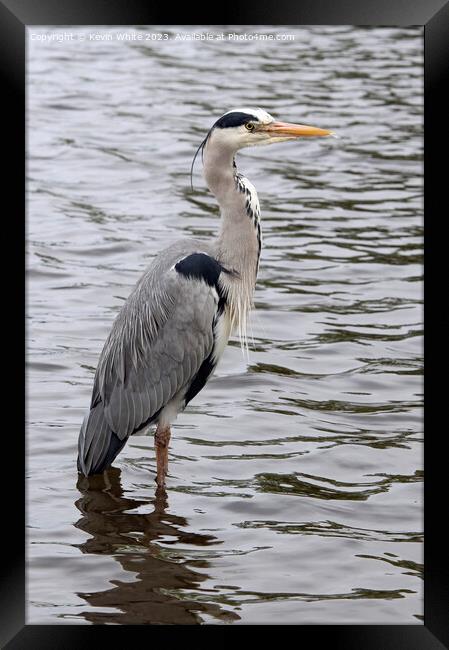 Grey Heron wading through shallow water Framed Print by Kevin White