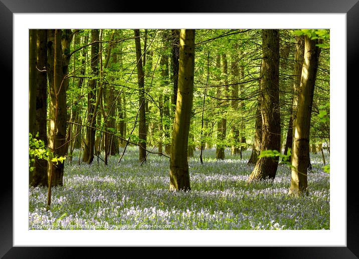 `Bluebell woodland Framed Mounted Print by Simon Johnson