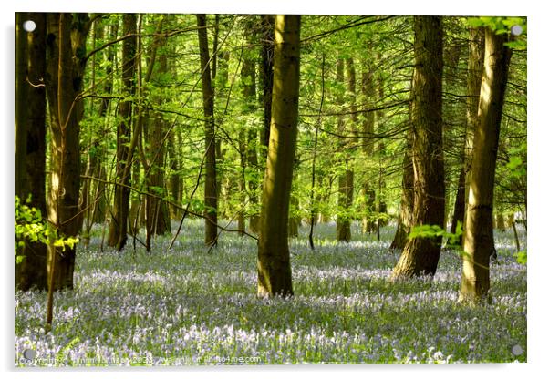 `Bluebell woodland Acrylic by Simon Johnson