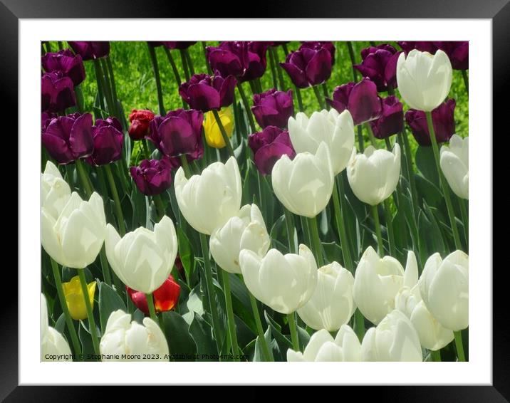 Tulips  Framed Mounted Print by Stephanie Moore