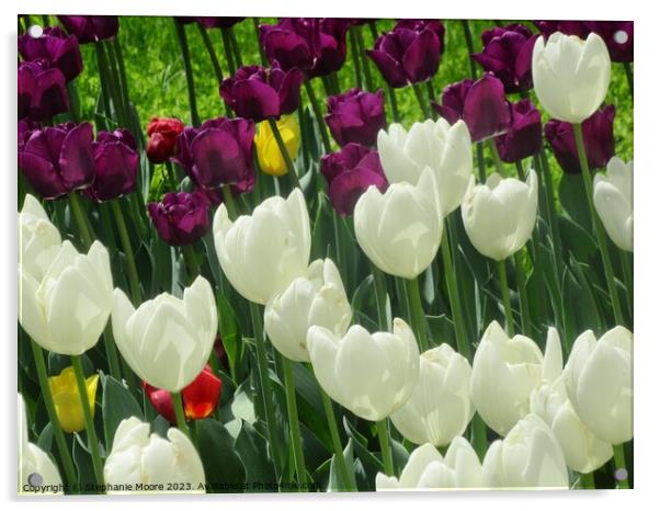 Tulips  Acrylic by Stephanie Moore