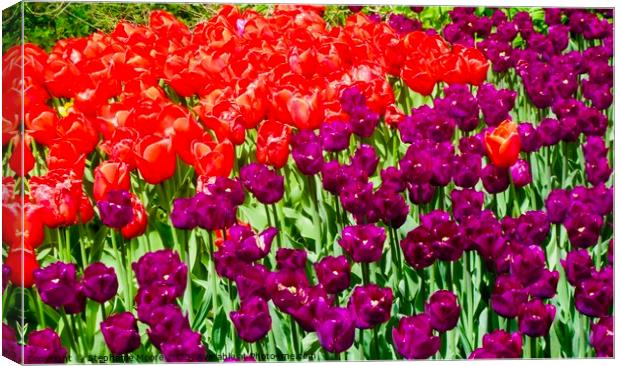 Tulips Canvas Print by Stephanie Moore