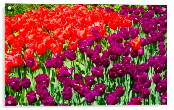 Tulips Acrylic by Stephanie Moore