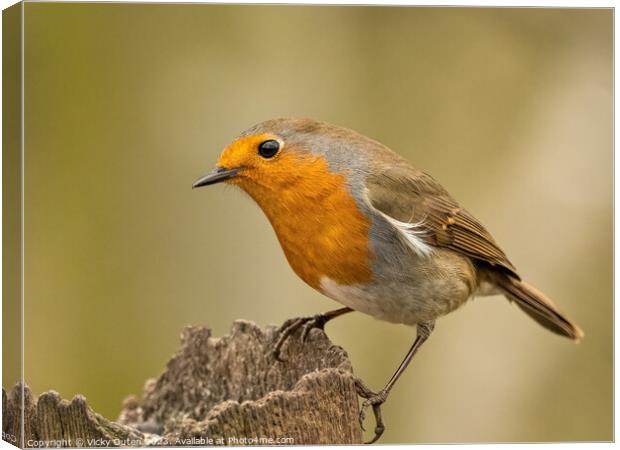 European robin perched on a post Canvas Print by Vicky Outen