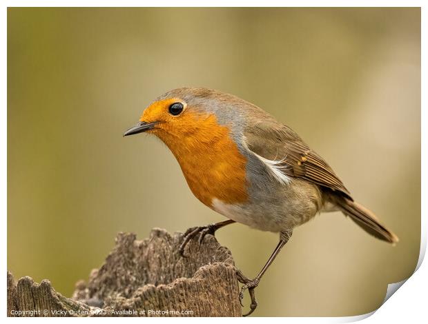 European robin perched on a post Print by Vicky Outen