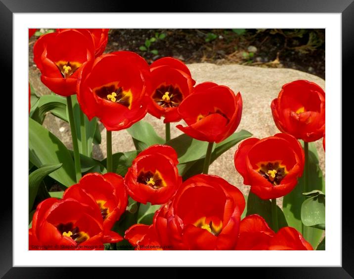 Tulips Framed Mounted Print by Stephanie Moore