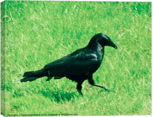 Raven strutting his stuff Canvas Print by Stephanie Moore