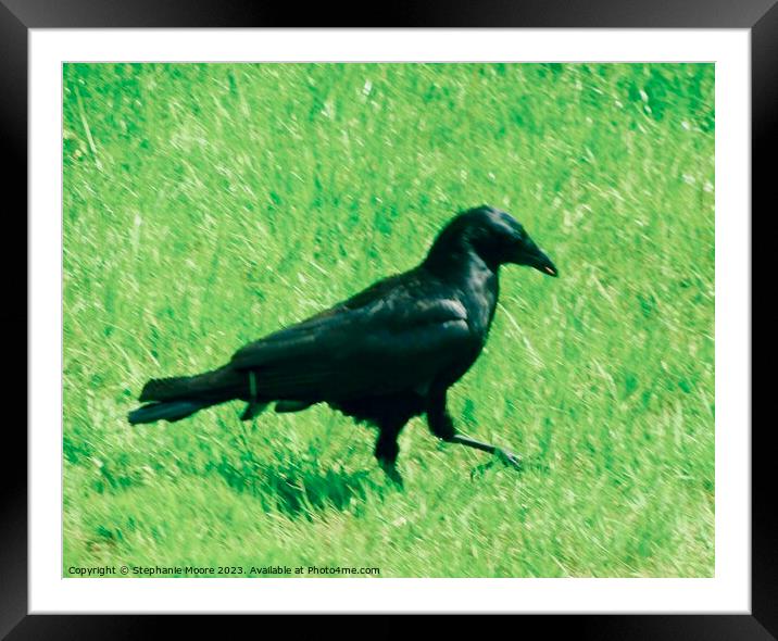 Raven strutting his stuff Framed Mounted Print by Stephanie Moore