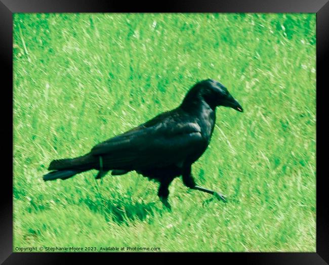 Raven strutting his stuff Framed Print by Stephanie Moore