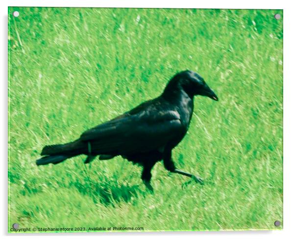 Raven strutting his stuff Acrylic by Stephanie Moore