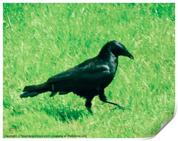 Raven strutting his stuff Print by Stephanie Moore