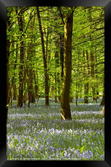 Sunlit Bluebell Woodland Framed Print by Simon Johnson