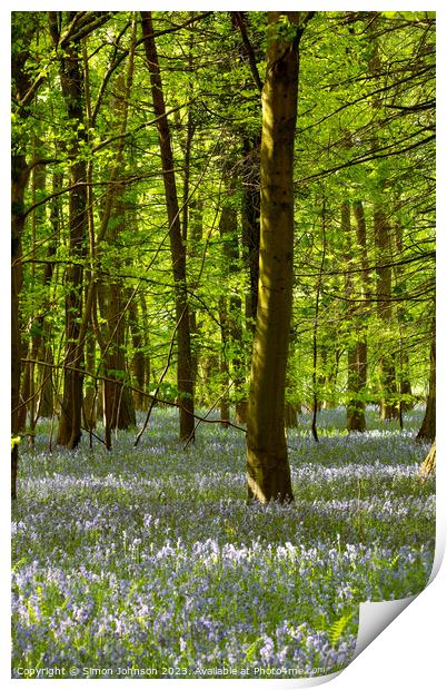 Sunlit Bluebell Woodland Print by Simon Johnson