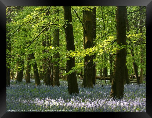 Bluebell Woodland  Framed Print by Simon Johnson