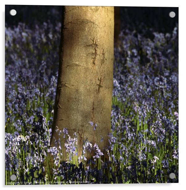 Sunlit Bluebells  Acrylic by Simon Johnson