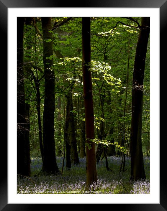 Bluebell Woodland  Framed Mounted Print by Simon Johnson