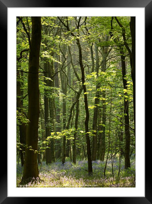 Bluebell Woodland  Framed Mounted Print by Simon Johnson