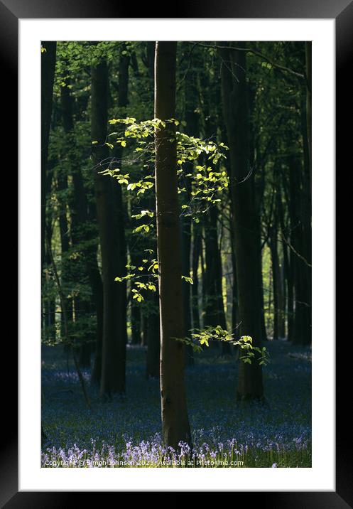 Sunlit Leaves and bluebells  Framed Mounted Print by Simon Johnson