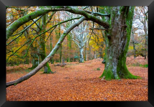 Enchanting Autumn Woodland Framed Print by Derek Daniel