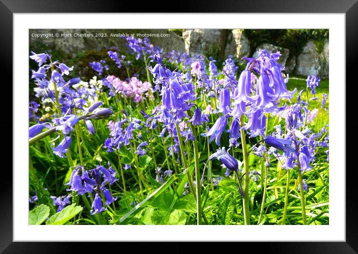 Wild bluebells Framed Mounted Print by Mark Chesters
