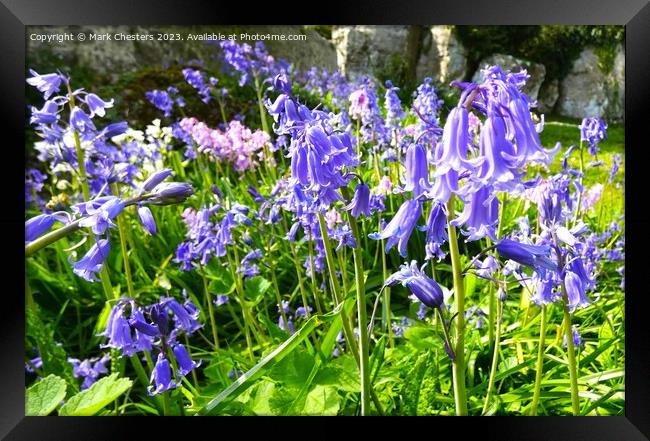 Wild bluebells Framed Print by Mark Chesters
