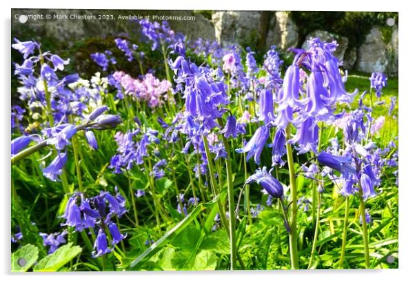 Wild bluebells Acrylic by Mark Chesters