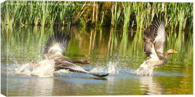 Geese fighting  Canvas Print by Mark Chesters