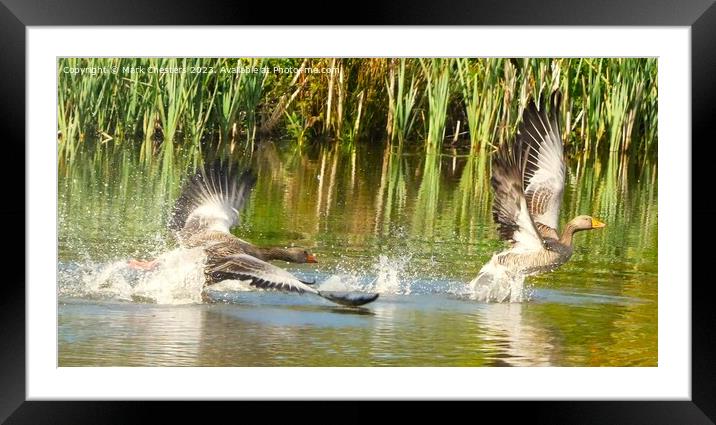Geese fighting  Framed Mounted Print by Mark Chesters