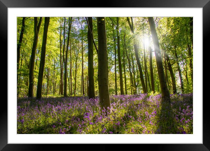 Sun Kissed Bluebells Framed Mounted Print by Apollo Aerial Photography