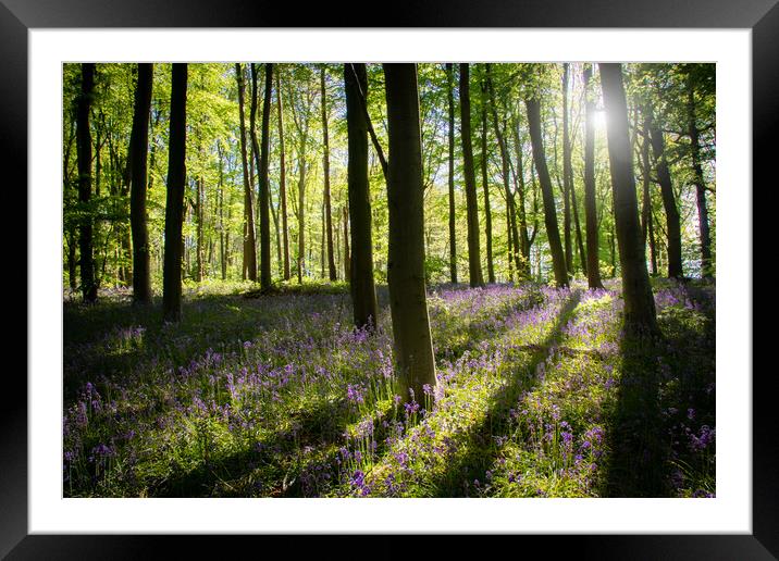 Bluebells In The Woods Framed Mounted Print by Apollo Aerial Photography
