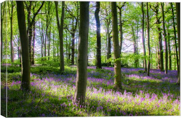 Bluebell Woods Canvas Print by Apollo Aerial Photography