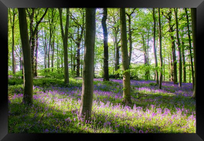 Bluebell Woods Framed Print by Apollo Aerial Photography