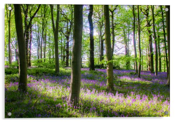 Bluebell Woods Acrylic by Apollo Aerial Photography