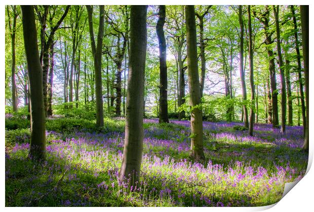 Bluebell Woods Print by Apollo Aerial Photography