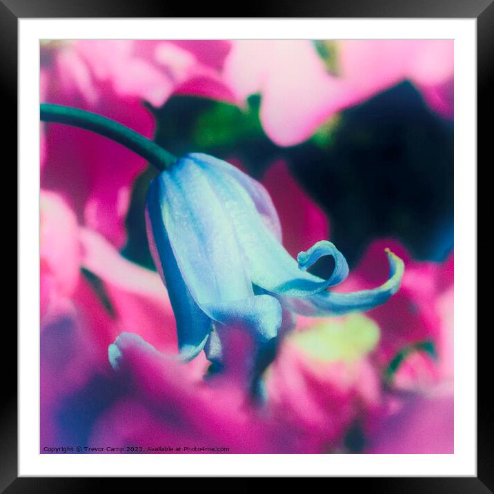 Enchanting Bluebell Amidst Pink Blooms Framed Mounted Print by Trevor Camp