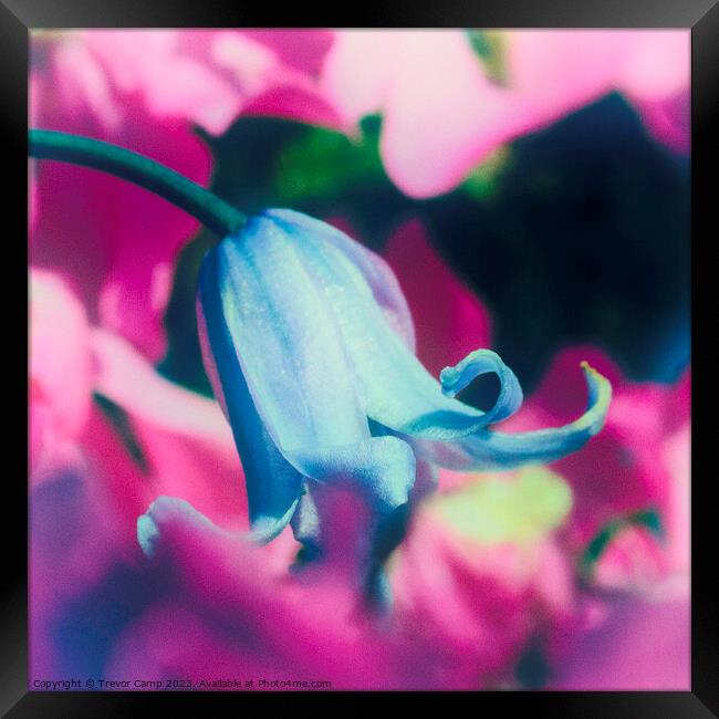 Enchanting Bluebell Amidst Pink Blooms Framed Print by Trevor Camp