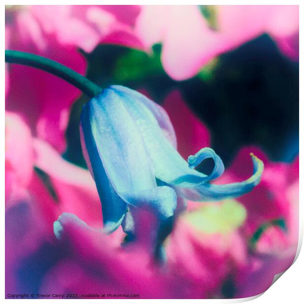 Enchanting Bluebell Amidst Pink Blooms Print by Trevor Camp