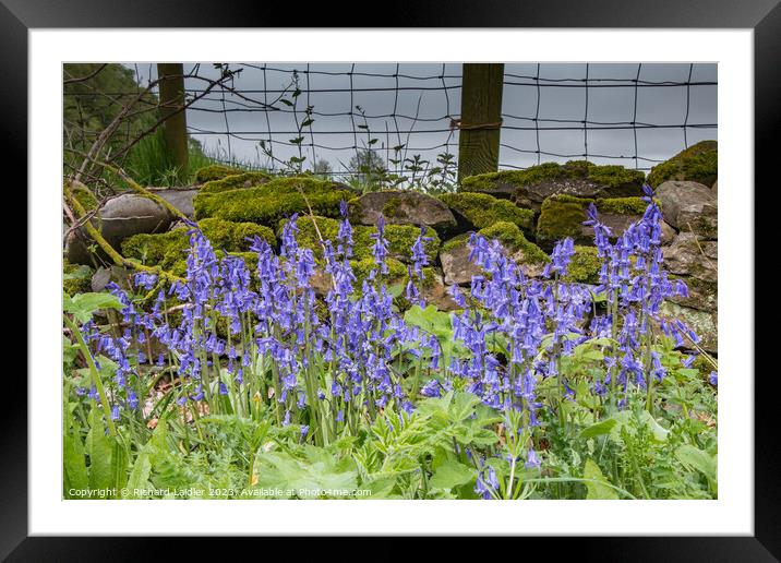 Wild English Bluebell Flowers  Framed Mounted Print by Richard Laidler