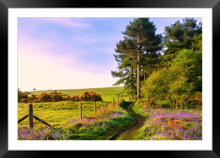 Bluebells around Newton Woods Framed Mounted Print by Tim Hill